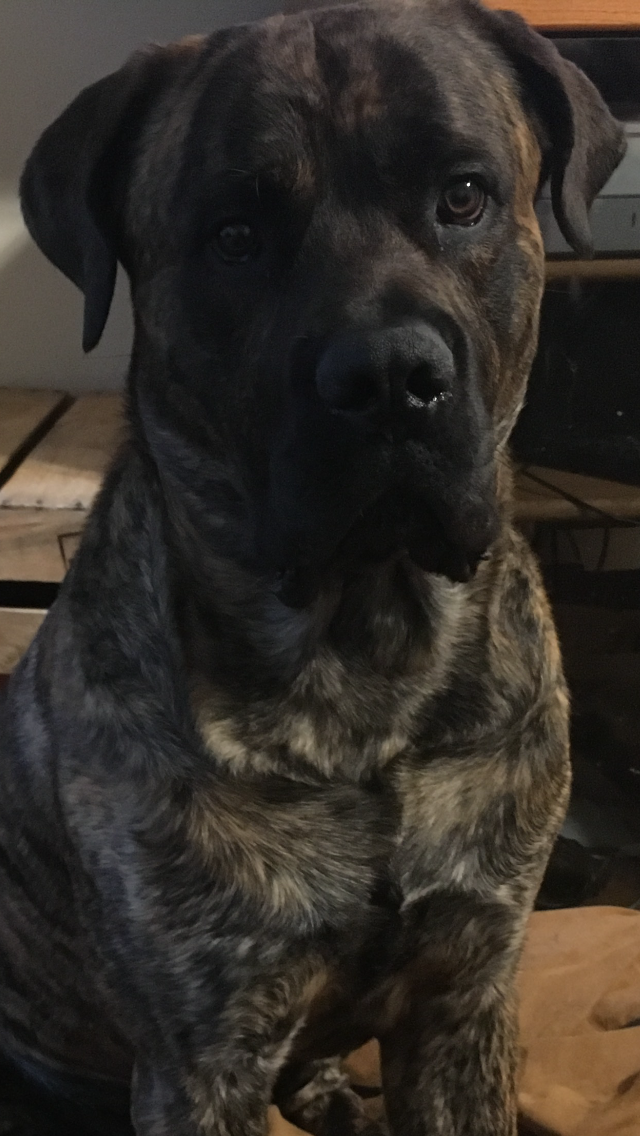 Dog Dog